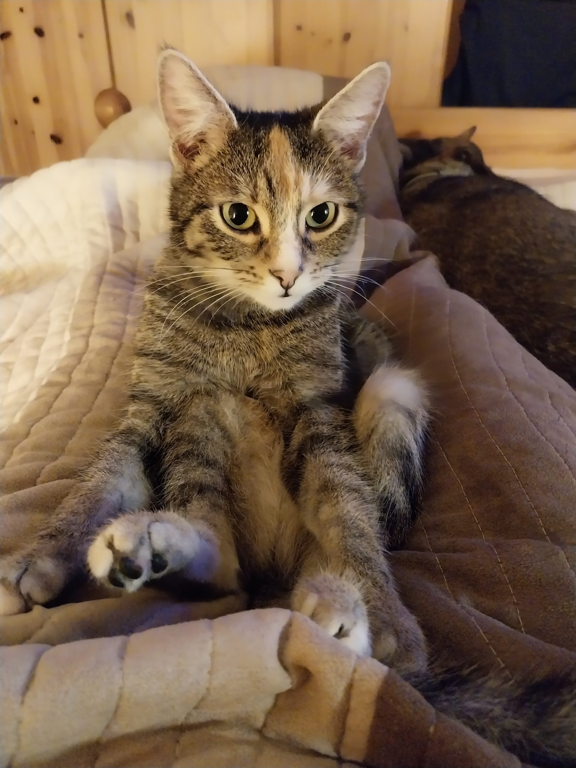 Az állatok jogainak fontossága Magyarországon